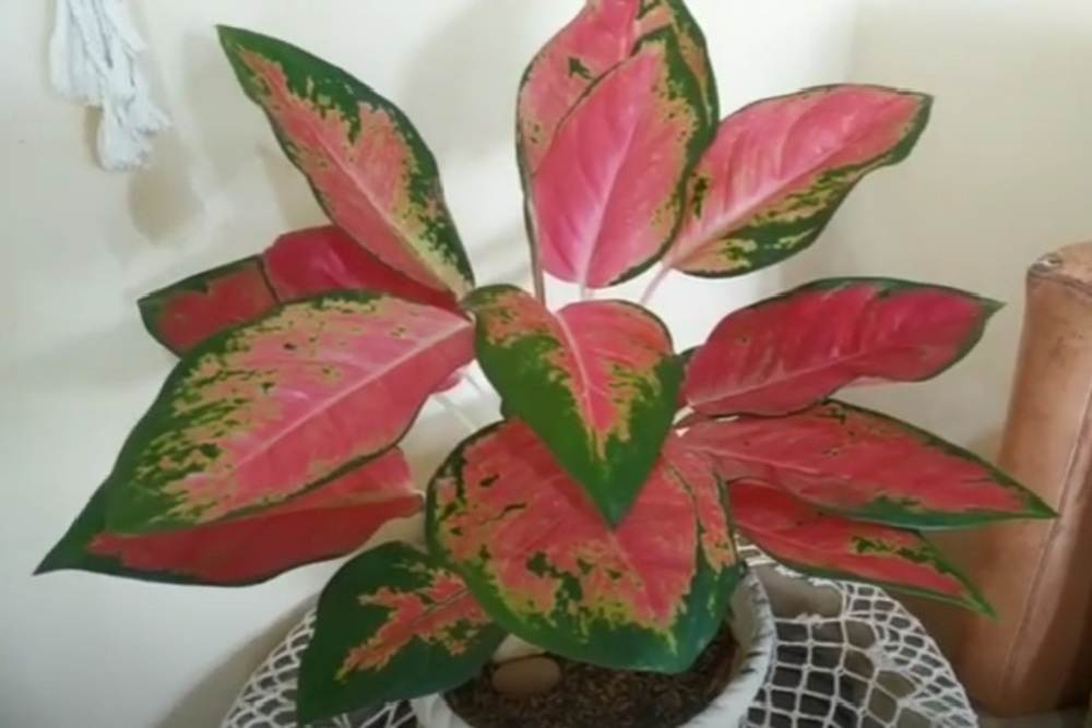 Aglaonema Indoormu Alami Pembusukan Batang? Ini Cara Mudah Mengatasinya