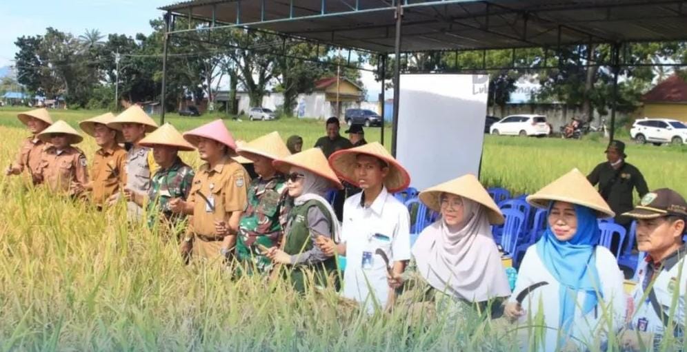 Pemkot Lubuk Linggau Adakan Panen Raya Padi Serentak Secara Nasional