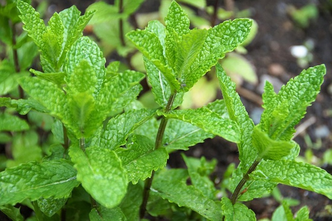 6 Obat Alami untuk Mengatasi Batu Berdahak, Wajib Kamu Coba!