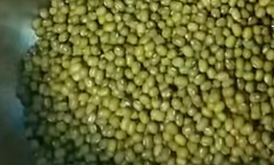 Ternyata Kacang Hijau Jadi Sumber Protein, Simak Manfaat Lainnya