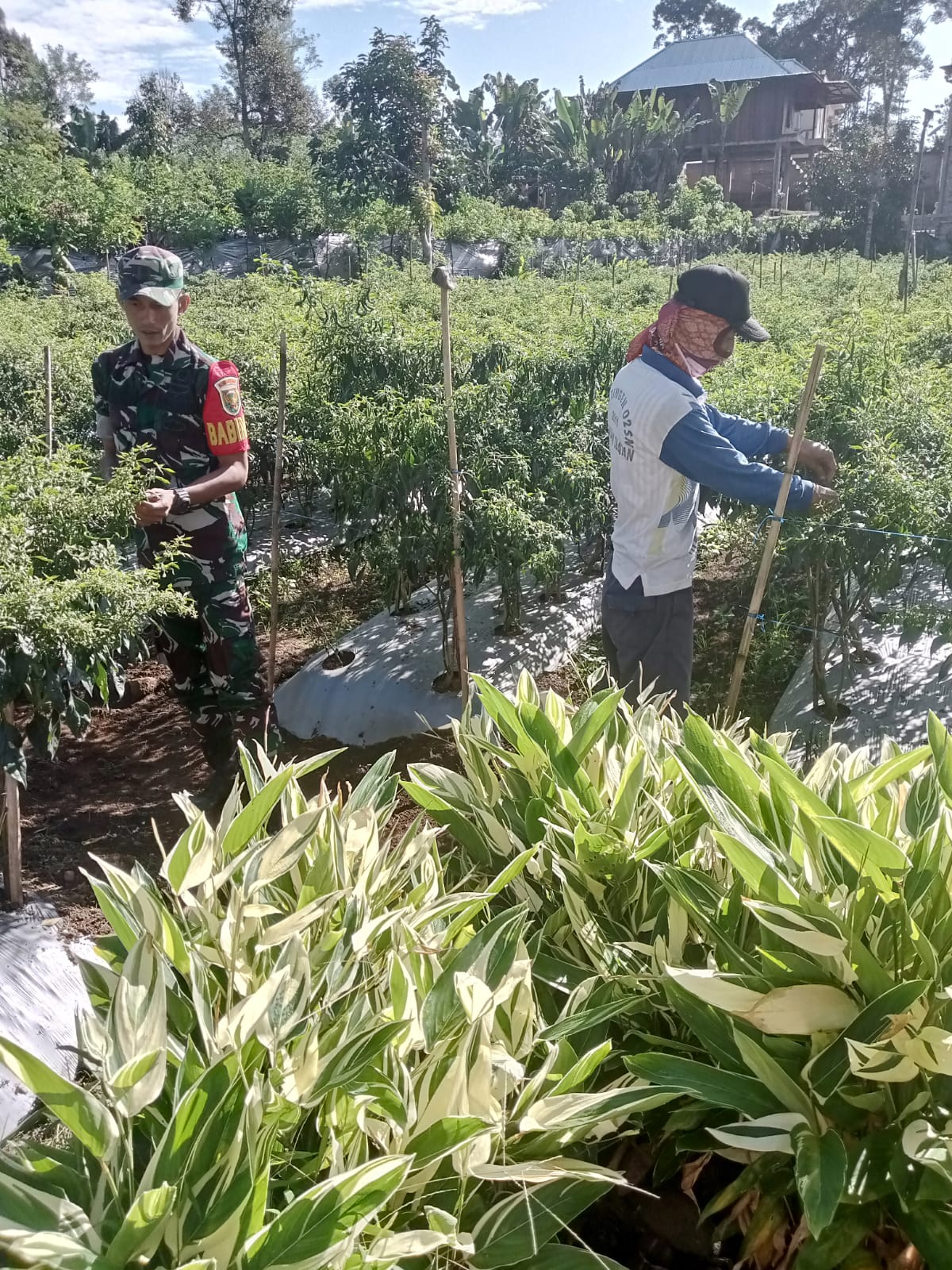 Begini Cara Babinsa Tanjung Sakti Bantu Dongkrak Hasil Pertanian Warga Batu Rancing