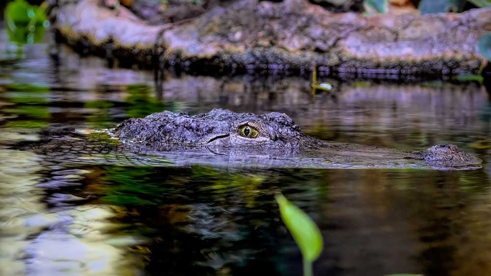 GEGER! Buaya Setengah Meter Tertangkap Warga Musi Rawas