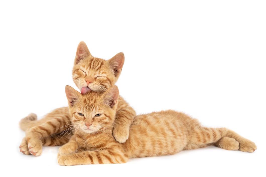 7 Cara yang Bisa Kamu Lakukan Untuk Menggemukkan Kucing, Bukan Diberi Nasi