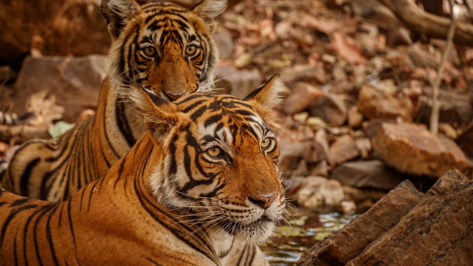 Legenda: Mitos 2 Harimau Kembar Penjaga Situ Lengkong Panjalu, Kisah Misterius kucing besar bercorak loreng