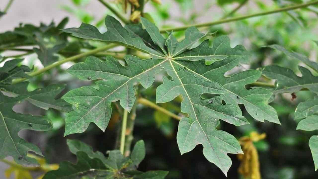 Puasa Lebih Sehat! Ini Alasan Daun Pepaya Layak Dikonsumsi Saat Ramadan