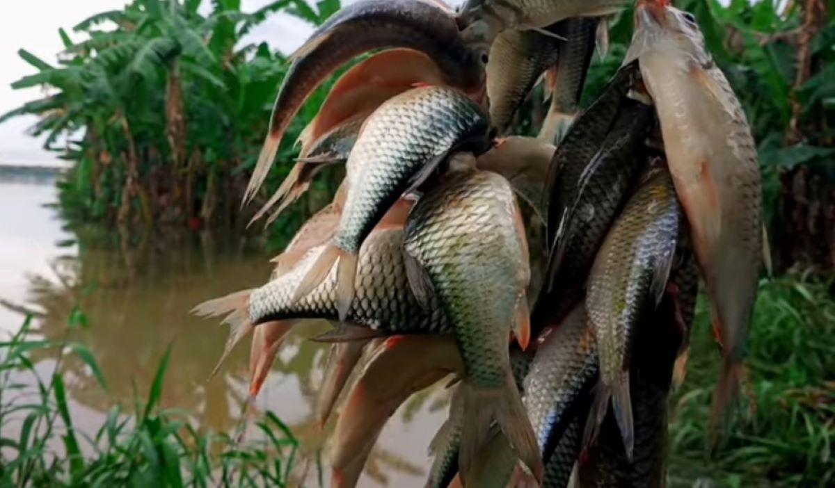 Anti Boncos! Ini loh Umpan Paling Gacor Untuk Mancing Ikan Air Tawar