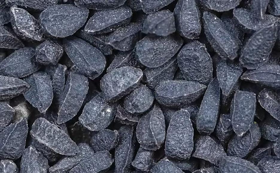 Ternyata Jintan Hitam Bisa Mengatasi Gangguan Jerawat di Muka Kamu loh