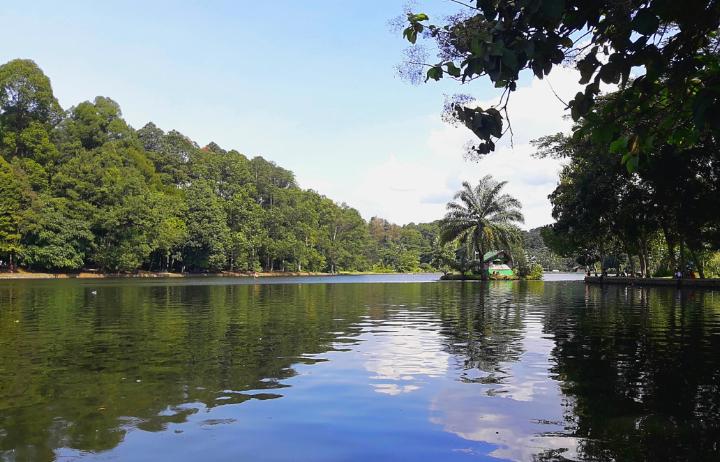 7 Referensi Tempat Wisata Terbaik di Bogor, Nikmati Hutan Pinus yang Menawan dan Indahnya Bunga Sakura