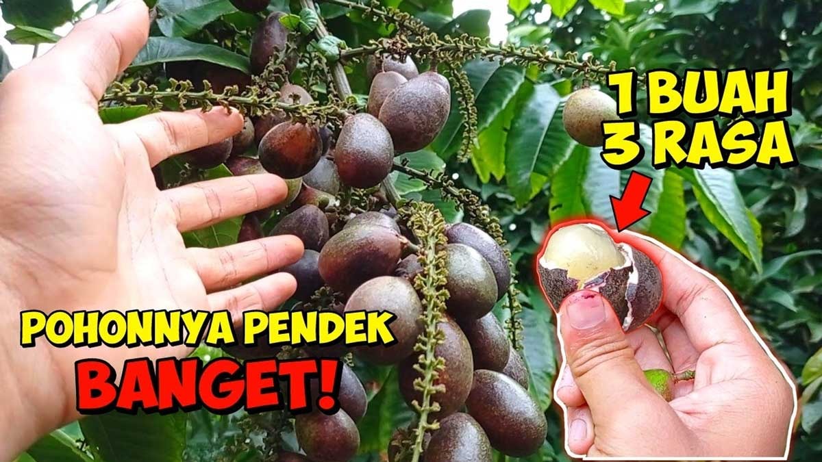 3 Rasa Dalam 1 Buah! Inilah 5 Manfaat Matoa Bagi Kesehatan