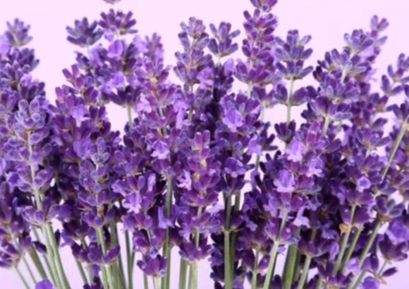 Inilah 8 Manfaat Bunga Lavender yang Harus Kamu Ketahui!