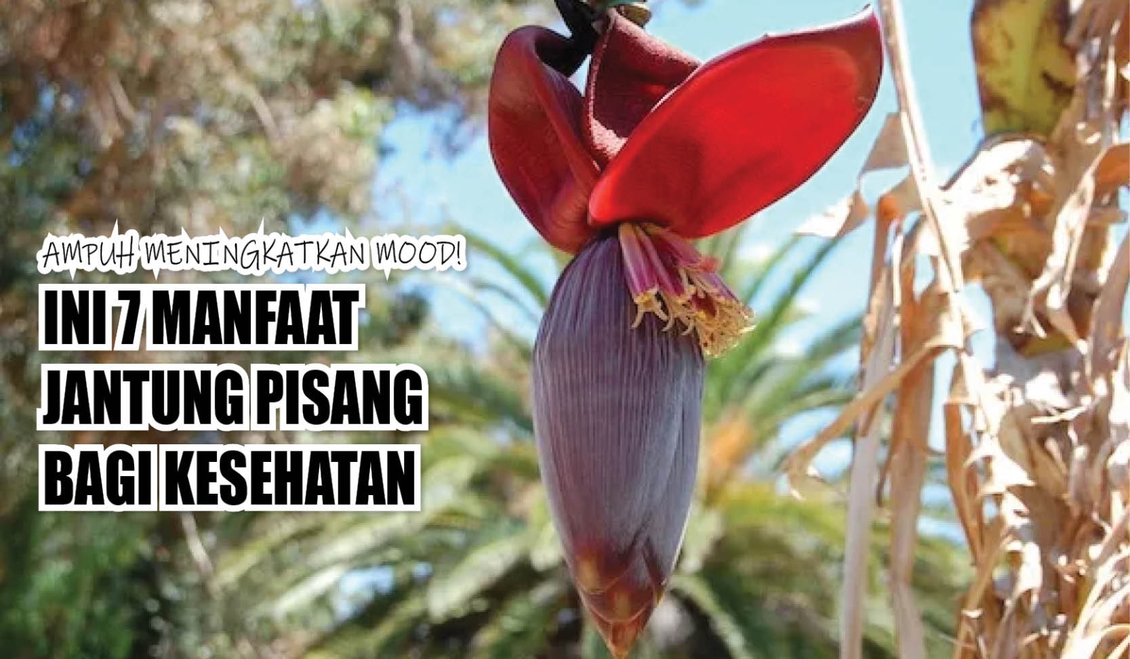 Ampuh Meningkatkan Mood! Ini 7 Manfaat Jantung Pisang Bagi Kesehatan