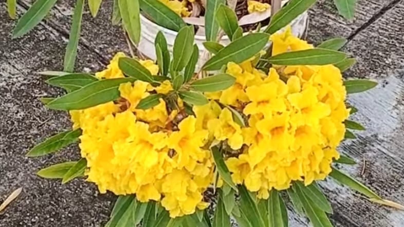 Deretan Fakta Menarik Bunga Tabebuya, Ternyata Hanya Satu Kali