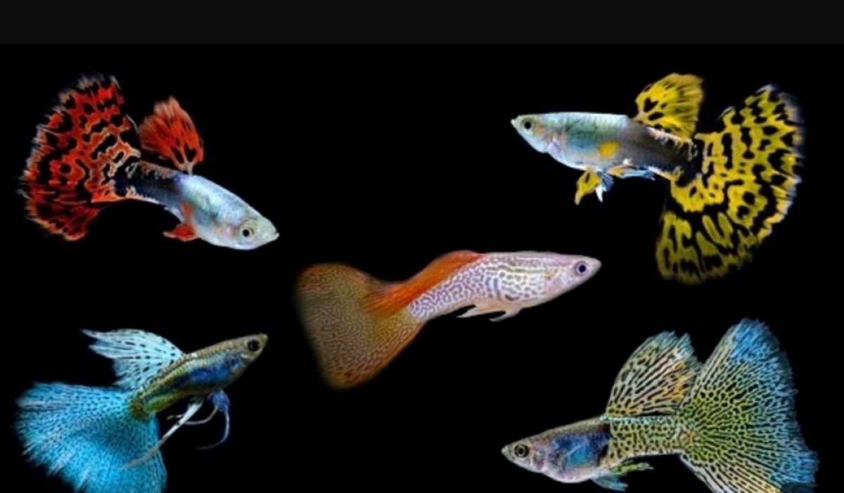 10 Jenis Ikan Hias Guppy yang Memiliki Warna Cantik dan Menarik