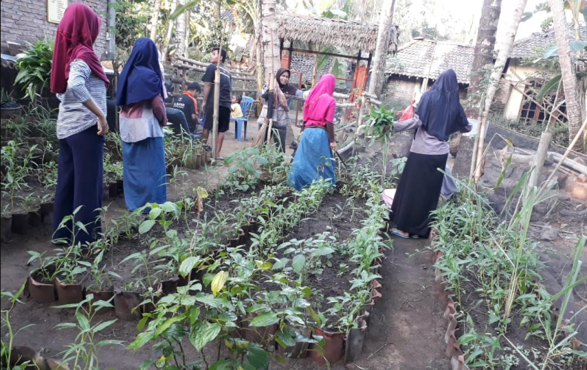 4 Langkah Budidaya Tanaman Obat di Pekarangan Rumah