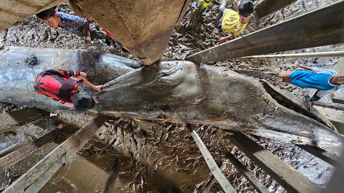 Gegerkan Warga Sungsang! Paus Biru Raksasa Sepanjang 13 Meter Tiba-Tiba Masuk ke Bawah Rumah Panggung