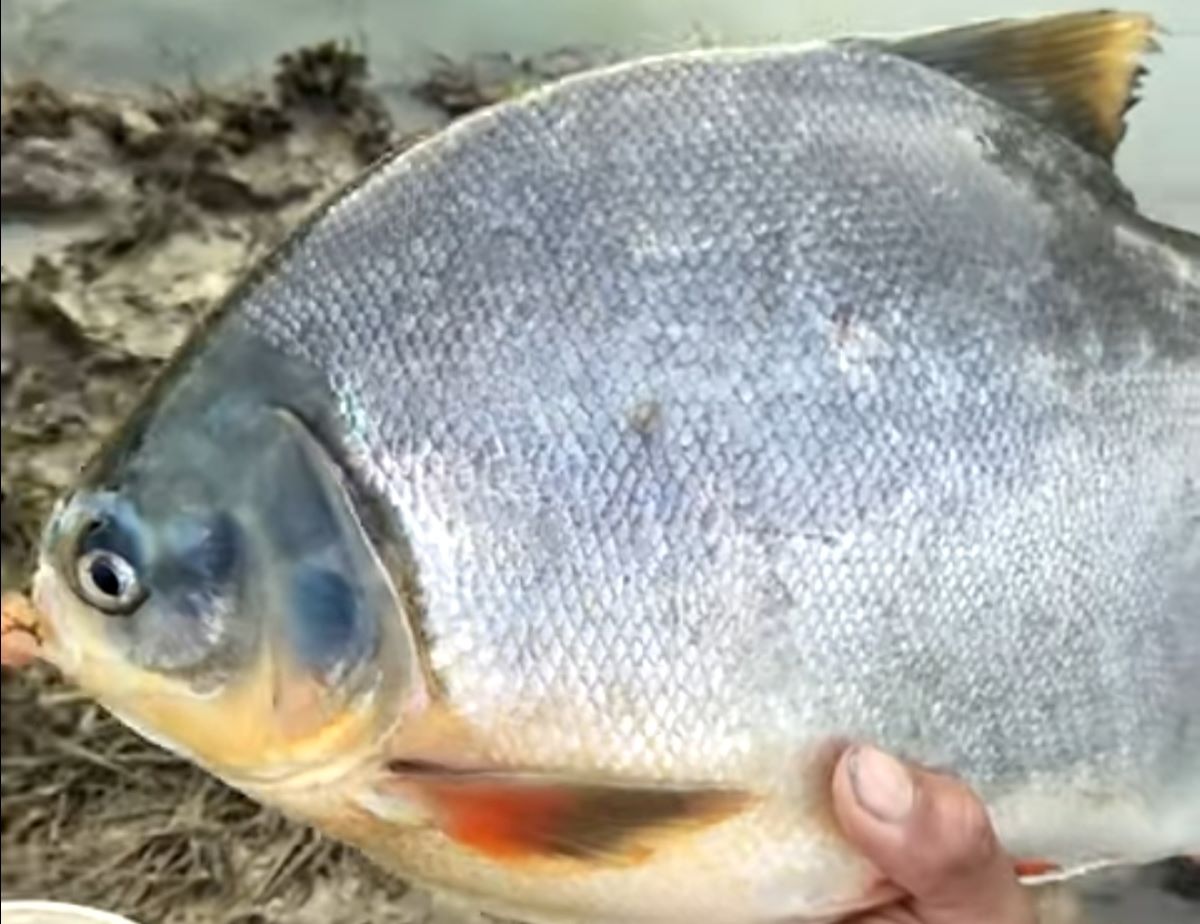 Anti Boncos! Berikut 11 Jenis Umpan Jitu Untuk Mancing Ikan Bawal