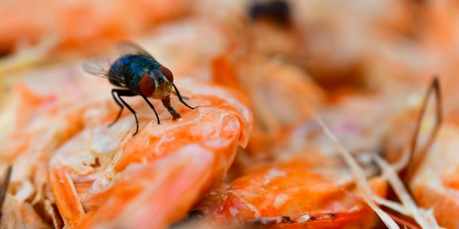 Makanan Dihinggapi Lalat, Apakah Aman Dimakan? Yuk Simak Penjelasannya