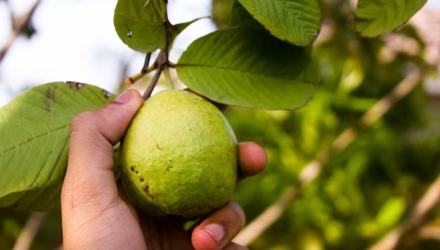 7 Manfaat Daun Jambu Biji untuk Kesehatan, Cegah Berbagai Penyakit Hingga Buat Awet Muda