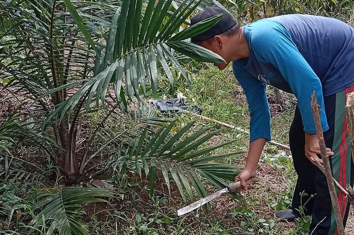    Meski Belum Normal, Petani Sawit Tetap Bertahan