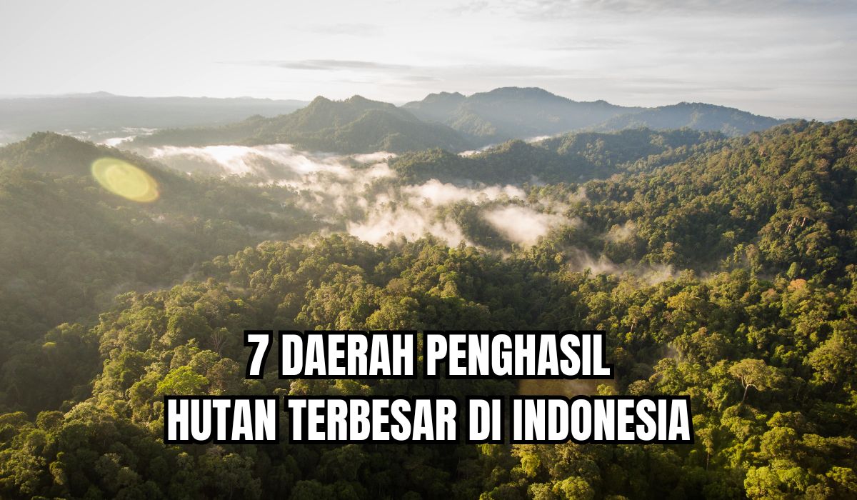 Paru-Paru Dunia, Inilah Daerah yang Memiliki Hutan Terluas di Indonesia