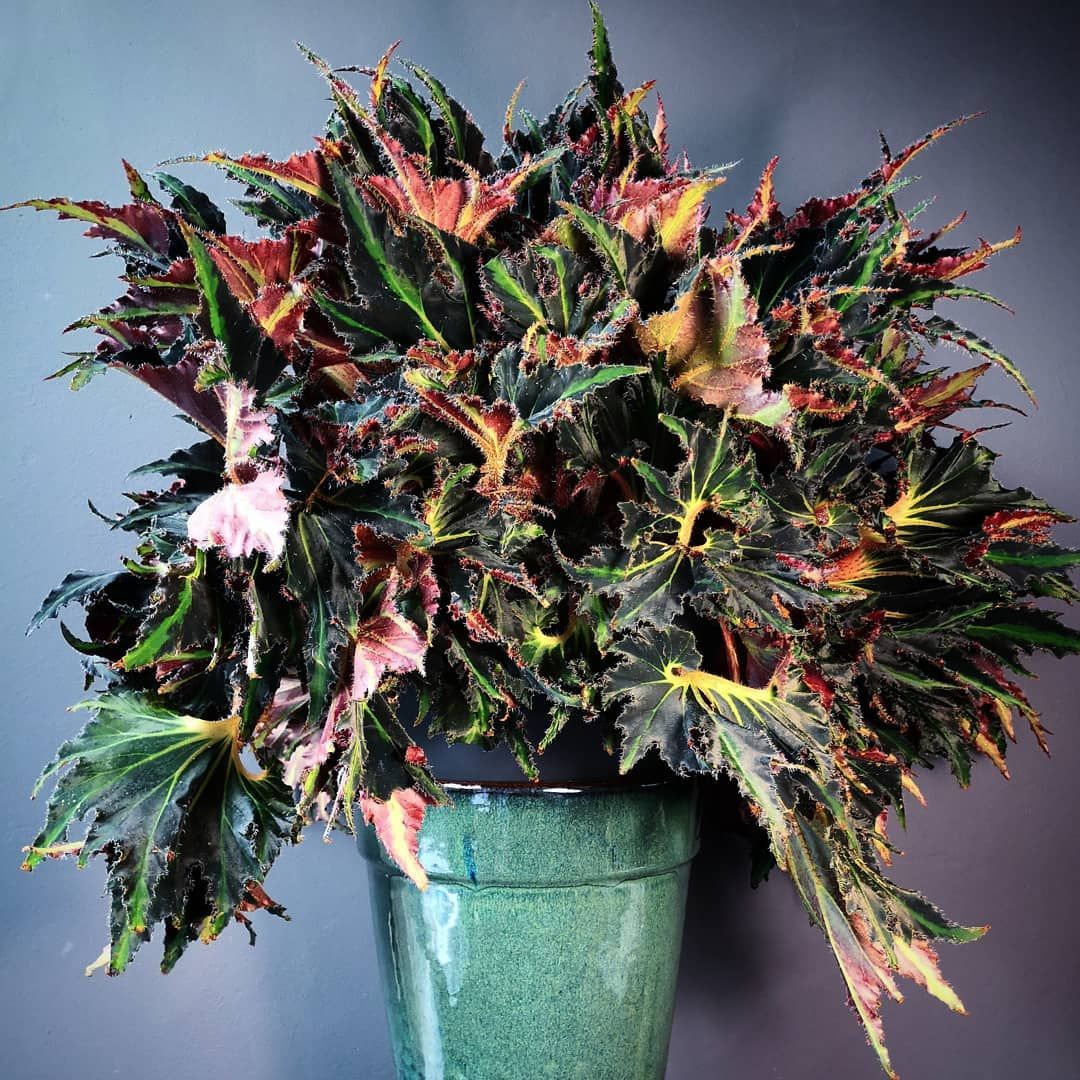Memiliki Daun Unik dan Eksotis Warnanya, Begonia Breakdance Diburu Pecinta Tanaman Hias