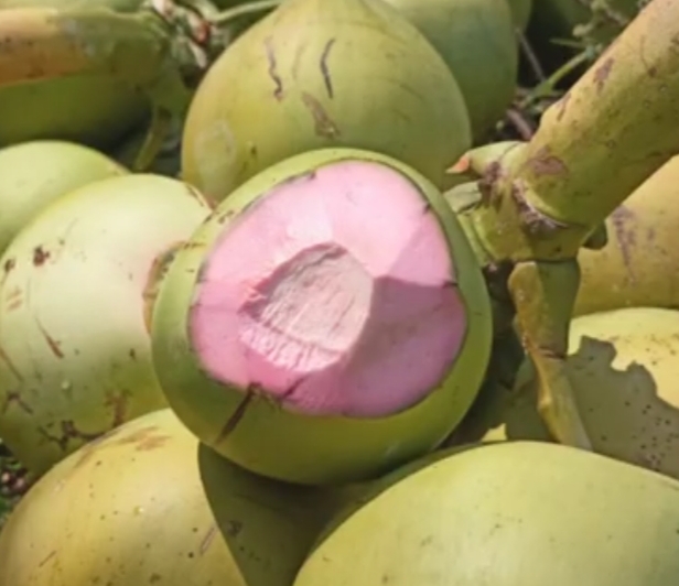 Air Kelapa Tampuk Merah Bisa Jadi Penawar Racun, Ini 5 Manfaat Lainnya