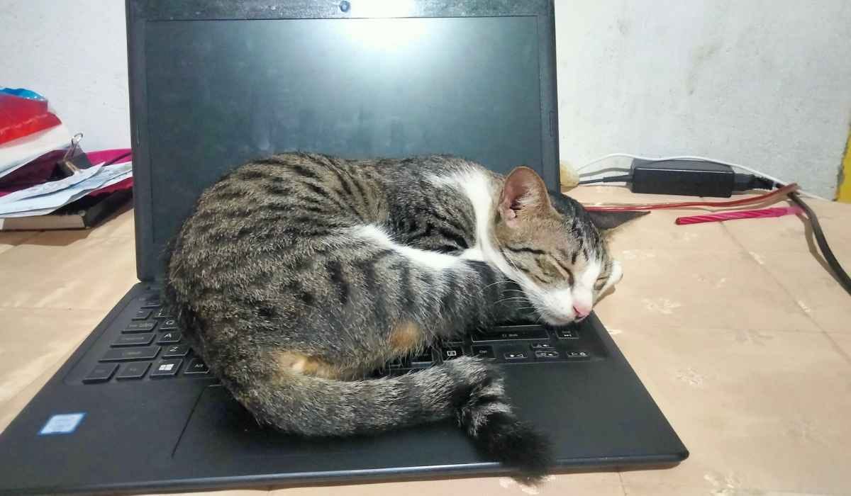 Mengapa Kucing Suka Tiduran di Atas Laptop? Oh Ini Penyebabnya