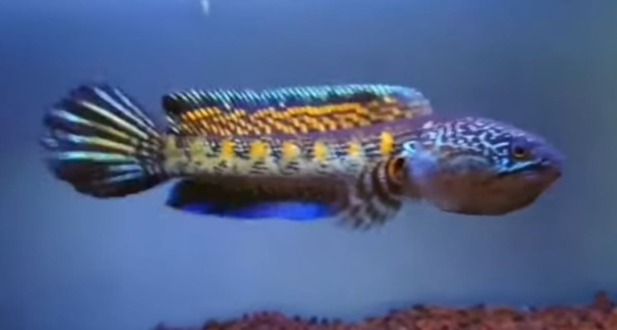 Jangan Dianggap Sepele! Ternyata Ini loh Deretan Manfaat Memelihara Ikan Hias