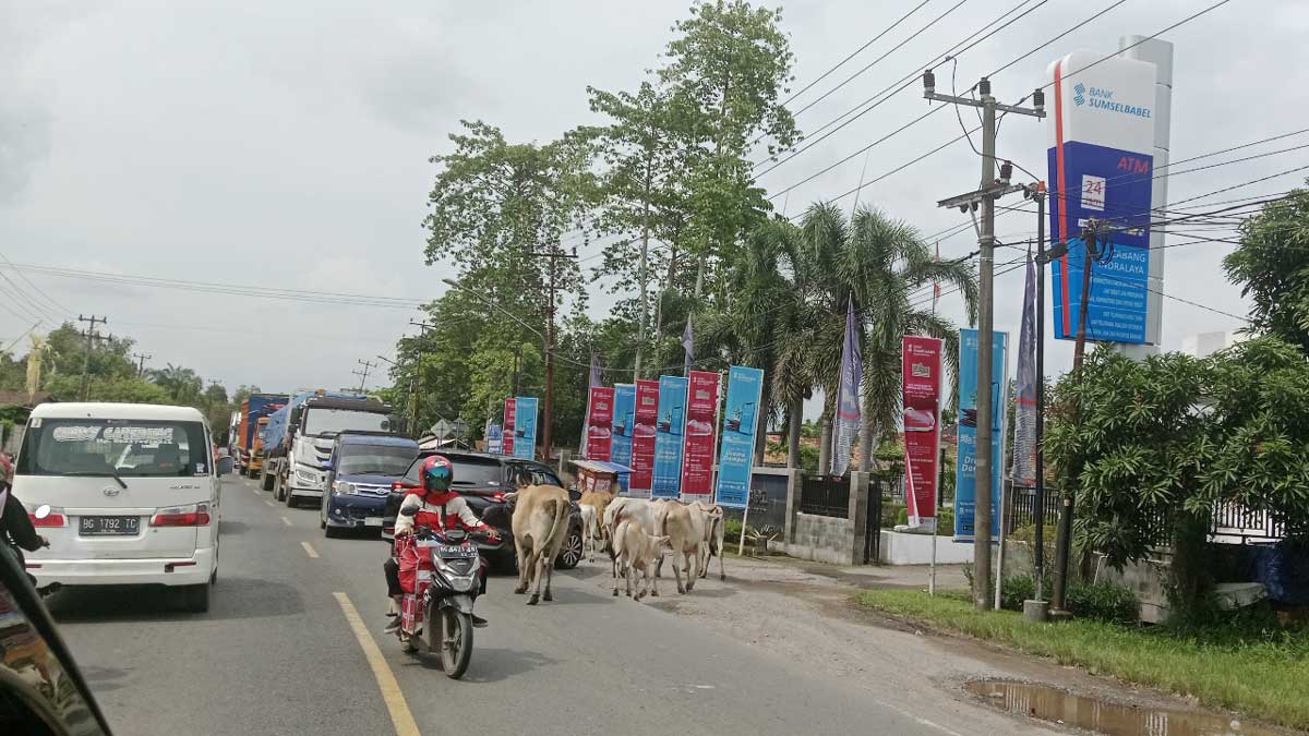 Sering Picu Tabrakan, Hewan Ternak di Jalintim Ogan Ilir Jadi Ancaman Serius Pengguna Jalan