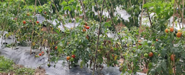 Harga Jual Tomat Turun Para Petani di Kota Pagaralam Sedih,Yuk Cari Penyebabnya