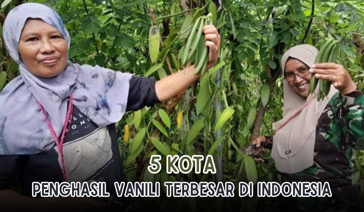 Tahukah Kamu, di Indonesia Juga Ada Kota Penghasil Vanili Terbesar Lho! Coba Tebak Kota Mana?