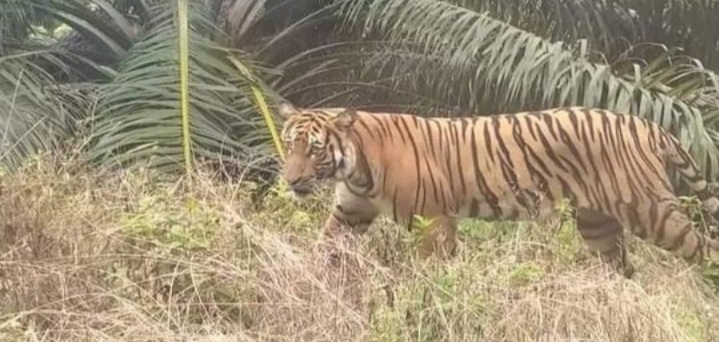 Harimau Muncul di Kebun Sawit, Para Pekerja Muratara Ketakutan Bahkan Ada yang Pingsan