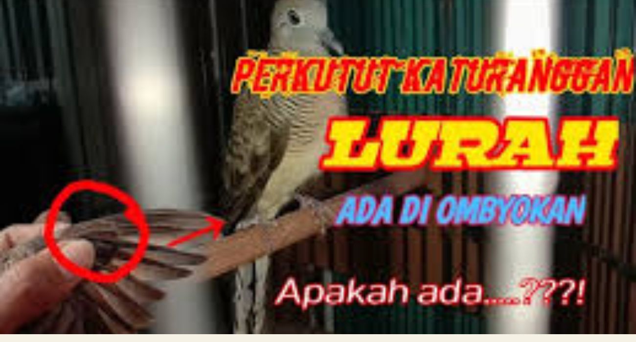 Rahasia Keberuntungan di Balik Bulu Putih Perkutut Lurah: Burung Pemikat Rezeki Jadi Incaran Kolektor