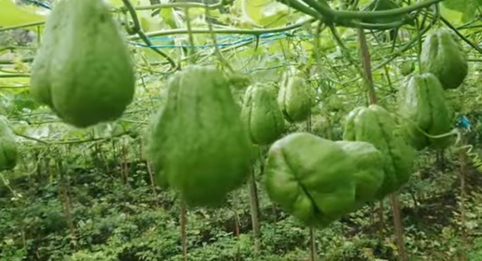 Ternyata Buah Sayur Labu Siam Sangat Baik Untuk Ibu Hamil