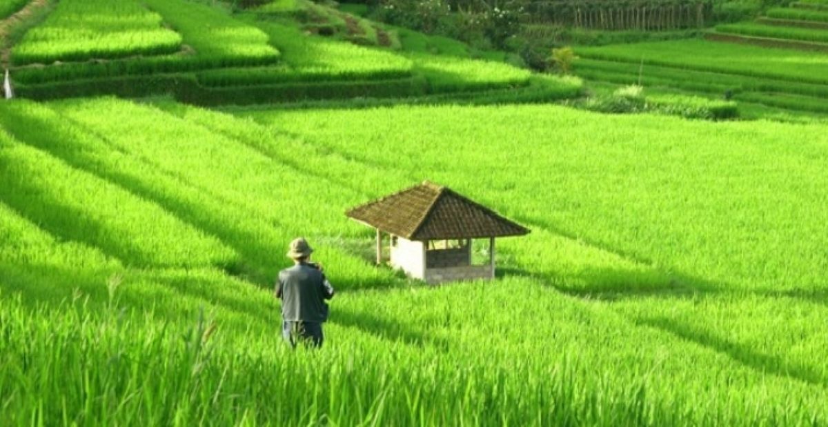 5 Lumbung Padi Terbesar di Kalimantan Timur, Nomor 1 Berjarak 1 Jam dari IKN