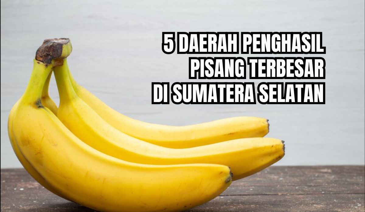 Nomor 1 Bukan Muara Enim, Ternyata Inilah 5 Daerah Penghasil Pisang Terbesar di Sumatera Selatan