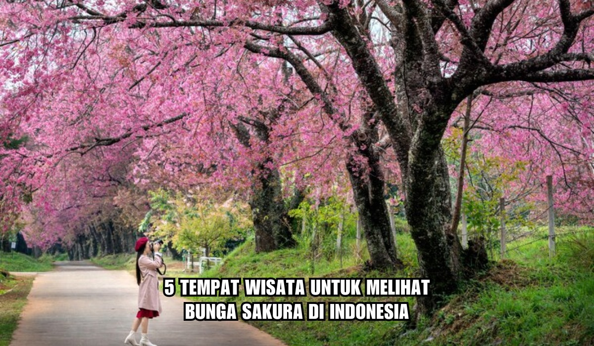 5 Tempat Wisata untuk Melihat Bunga Sakura di Indonesia, Tak Perlu Terbang ke Jepang, Ini Lokasi dan HTM-nya