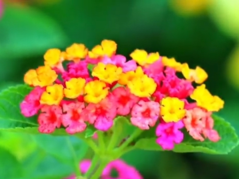 Simak 8 Fakta Unik Tanaman Hias Lantana, Nomor 5 Banyak yang Tidak Menyangka
