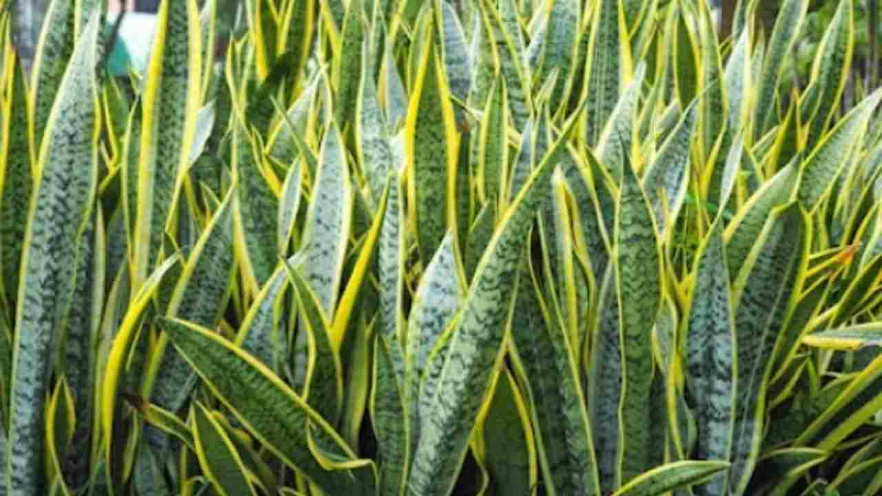 Kantor Lebih Hijau, Pikiran Lebih Segar! Tanaman Hias Ini yang Bikin Produktif