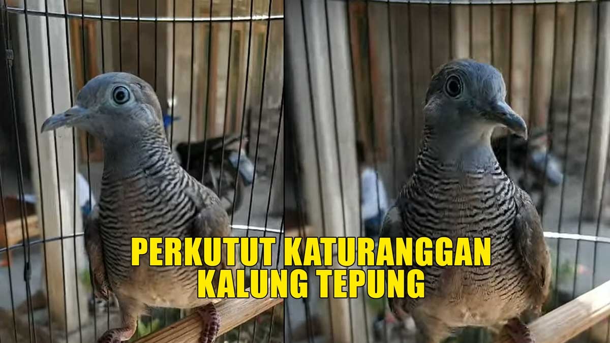 Burung Perkutut Jenis Ini Dianugerahi Kemakmuran dan Kelimpahan Kepada Pemiliknya, Yuk Kenali Ciri-cirinya