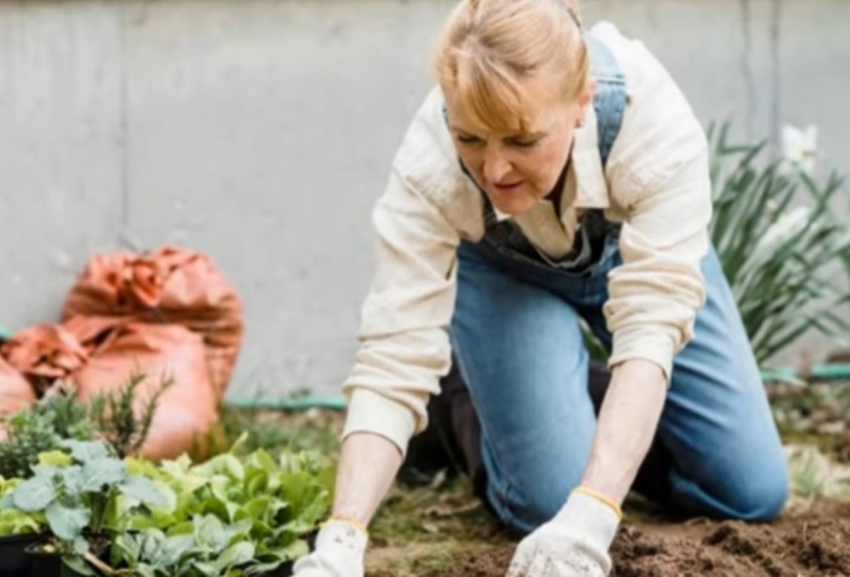 Inilah 5 Tips Sukses Berkebun Bagi Pemula, Dijamin Tanaman Subur dan Hasil Melimpah