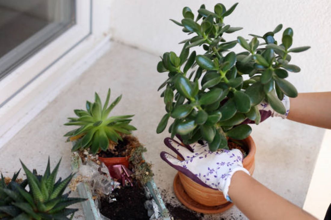 6 Tanaman Hias Pembawa Keberuntungan, Nomor 1 Pohon Uang