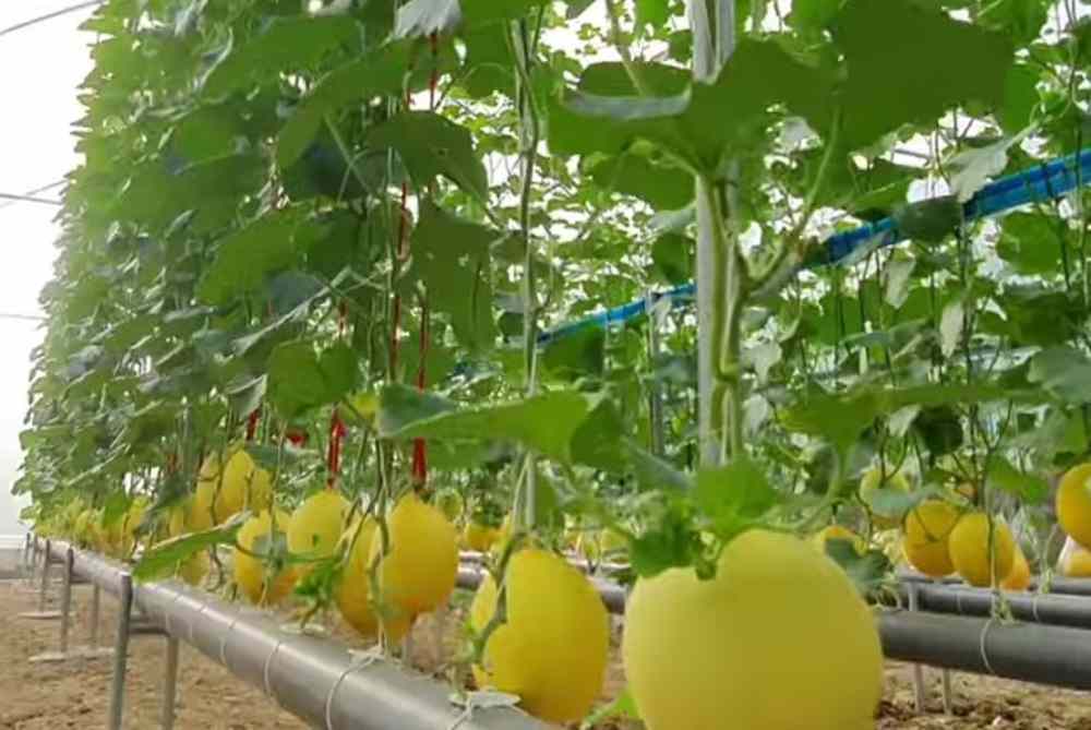  Tak Punya Halaman Luas, Yuk Kita Berkebun dengan Cara Ini 