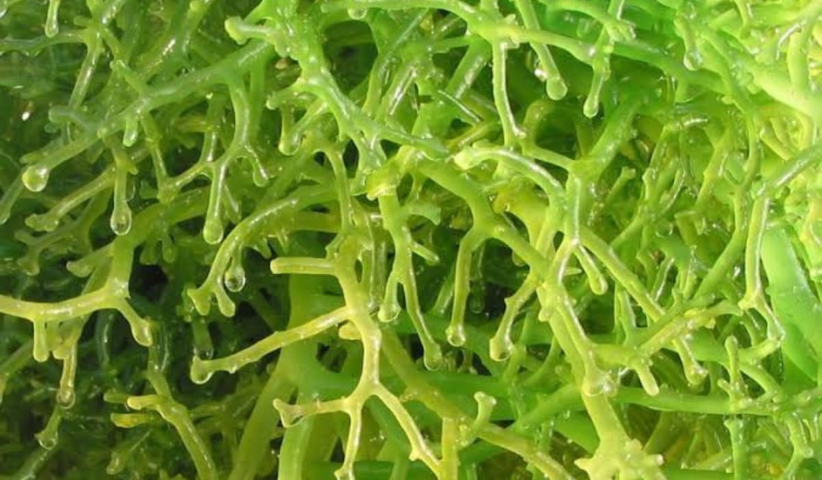 Bikin Kulit Putih Glowing Alami, Inilah 5 Manfaat Rumput Laut untuk Kecantikan