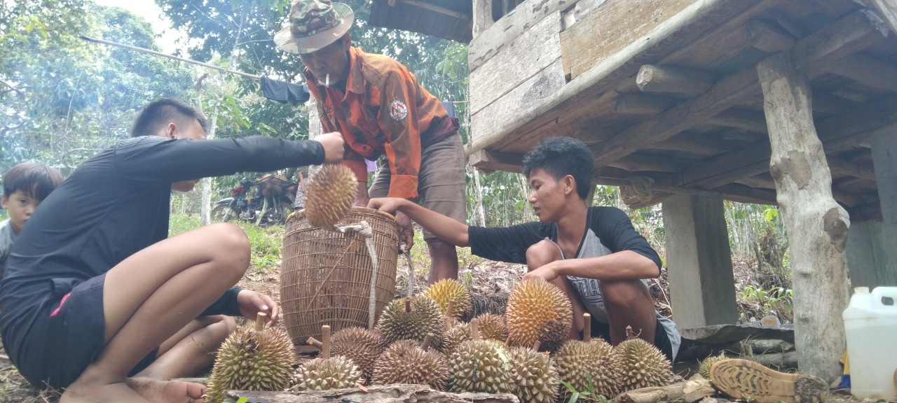 Durian Lawang Agung Terkenal Renyah dan Manis Hingga Dijual ke Kota Ini