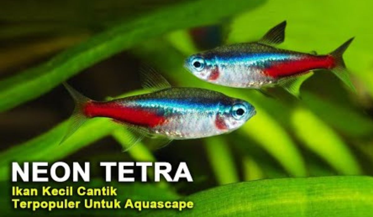 Alasan Mengapa Neon Tetra Begitu Memikat Pecinta Ikan Hias, Yuk Eksplorasi Kecantikan Mereka dalam Akuarium!