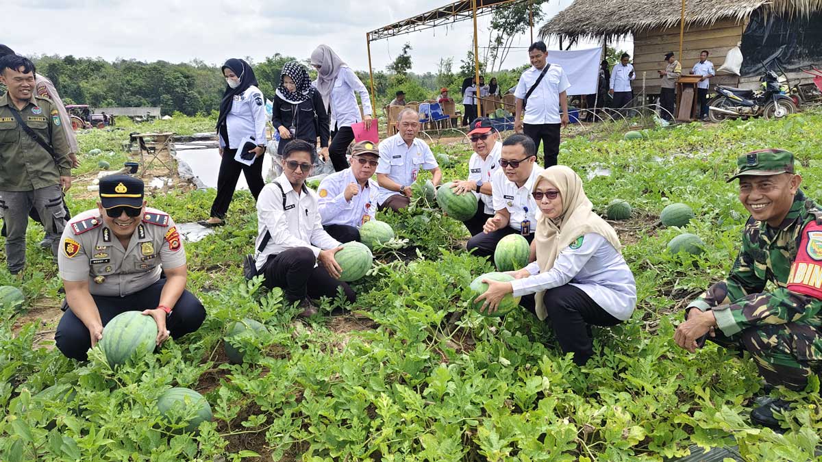 Modal Dana Desa, Bumdes Karangan Raup Cuan Melimpah dari Panen 15 Ton Semangka