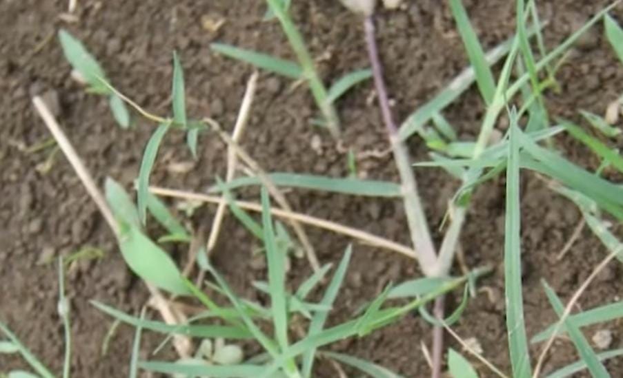 Sebaiknya Anda Tahu! Ini 7 Jenis Gulma yang Memiliki Manfaat Kesehatan 