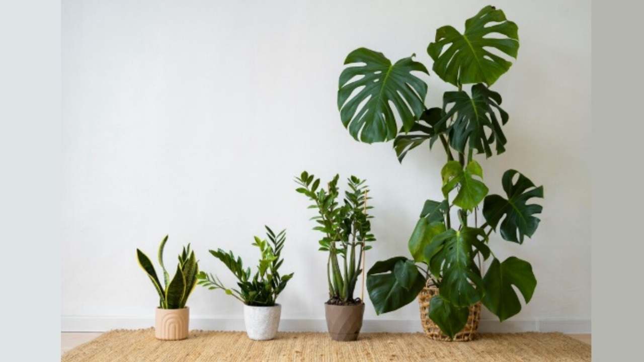 6 Trik Rahasia Bikin Tanaman Hias Kamu Tumbuh Lebih Subur dari Tetangga!