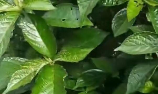 Inilah 5 Khasiat Keji Beling Untuk Mengatasi Batu Ginjal